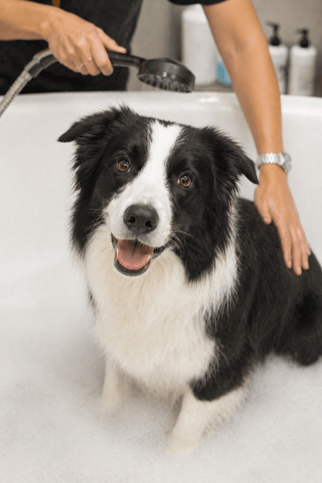 Pet Spa